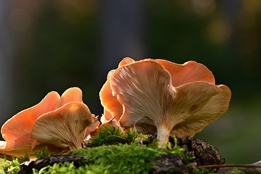 ideal mushroom supplement