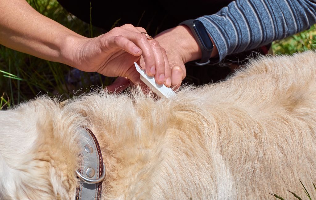 Can Simparica for dogs also help with mange and mites prevention?